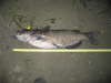 15lb Channel Cat CT River fish