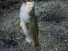 first bass of the day fish