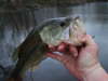 another bass fish