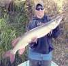 here a mid 40s muskie fish