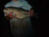 koi carp i think fish