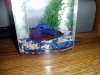 picture of a betta fish