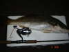 My first jewfish