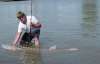 Sturgeon fish