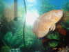 Albino Oscar fish