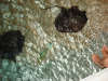 at our feet..maldives again fish