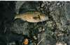 big smallie fish
