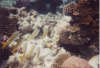 maldives underwater fish