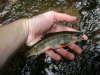 Brook Trout fish