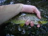 Brown Trout fish