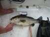 6 lb 13 oz fish