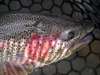 Kenai Rainbow Close-up fish