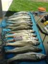 land locked stripers fish