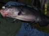 Huge Cat!! fish