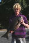 12kg silver drummer fish