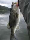 My other Large Mouth Bass fish