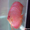 (Yat Cheung Discus)Fully Star fish