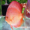 Yat Cheung Discus(Fully Star) fish