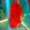 Yat Cheung Discus (Red Cover) fish