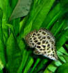 Leopard Ctenopoma (ten-oh-POH-mah) fish