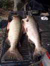 A Pair of Brutes! fish