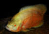 Albino Tiger Oscar Cichlid fish
