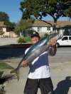 Huge Yellowtail fish