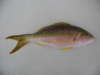 yellow tail fish