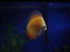 Little Red Melon Discus fish