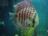 Spotted Discus fish
