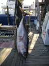 take me back home fish