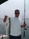 Striped Bass 05 fish
