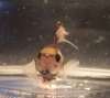 Fishy kisses
