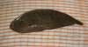 DoverSole fish