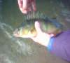 perch fish