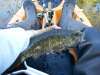 2007's Last Kayak Smallmouth fish