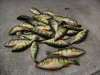 Pile of Perch fish
