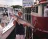Martha's Vineyard Striper fish