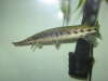 gar fish