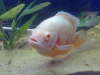 Albino fish