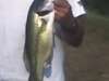 bass fish