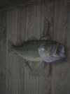 6 and half pounder fish