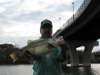 bass fish