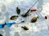 Frozen Gills fish