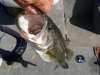 Tim's bass caught on Fly Rod in Central Florida fish