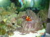 nemo fish