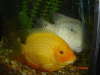 sevrum fish