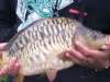 mirror carp fish