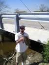 LA Sheepshead fish