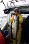 Spring chinook fish